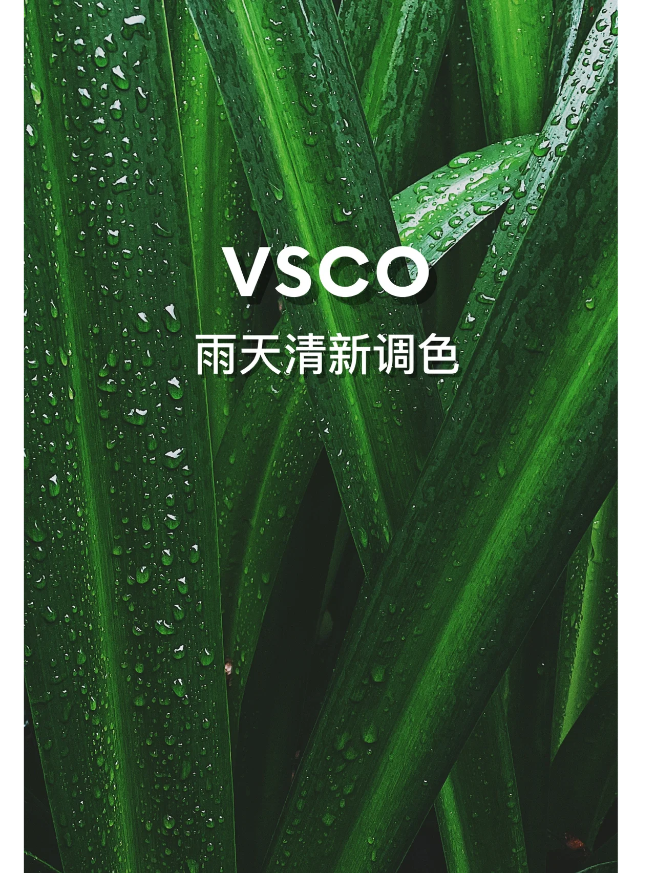 vsco下载苹果版vs剪辑官方正版下载-第2张图片-太平洋在线下载