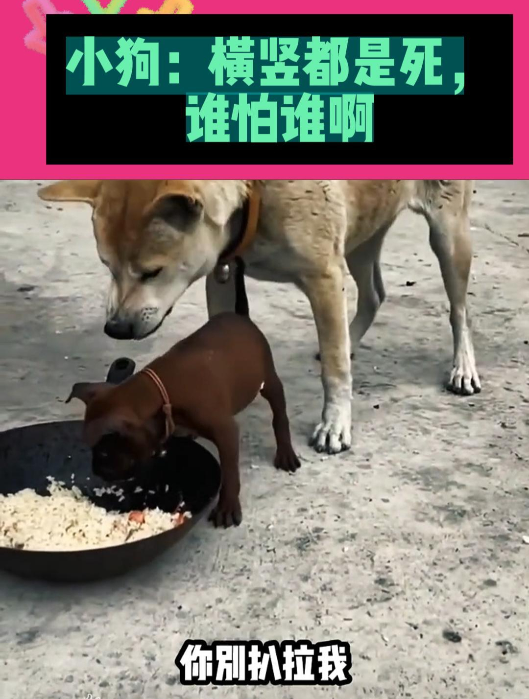 横竖都是死苹果版六个苹果横竖都是四个怎么摆-第2张图片-太平洋在线下载